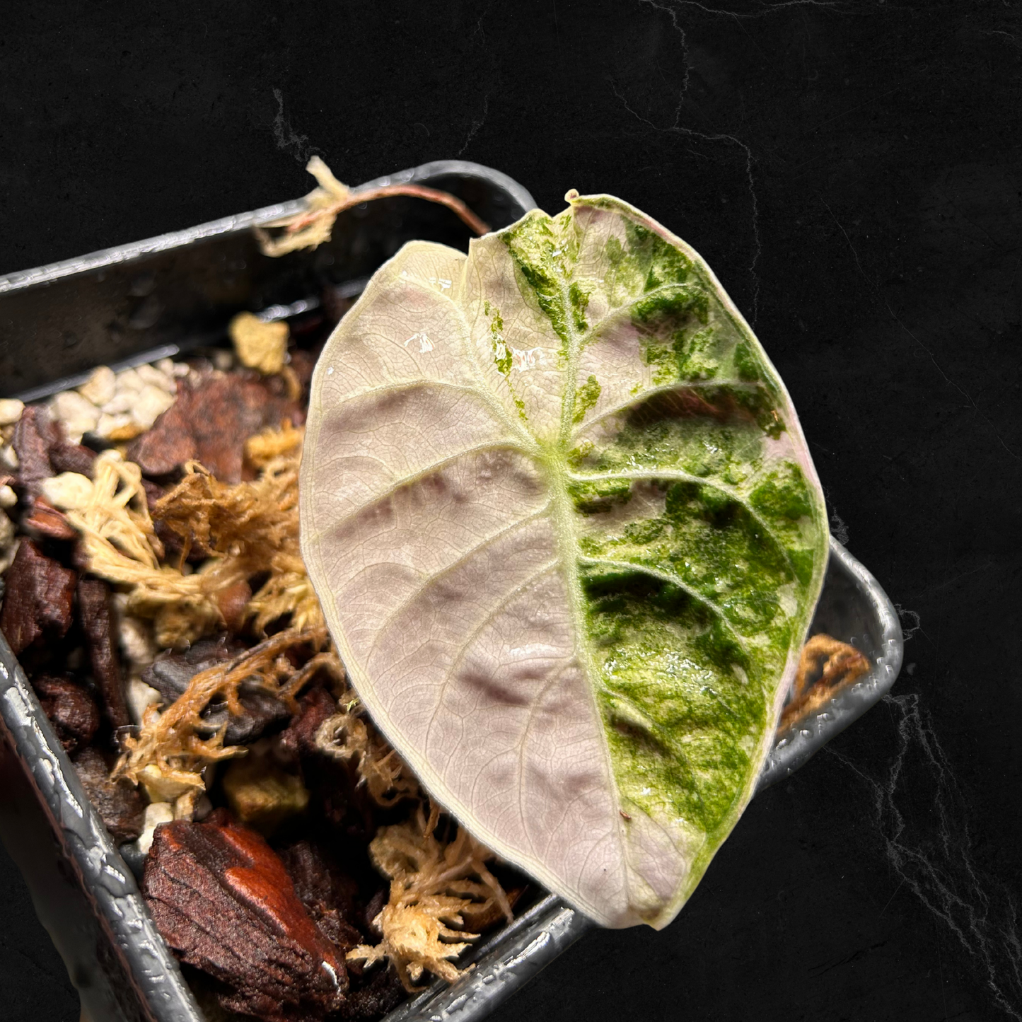 Alocasia Watsoniana Doff Pink Variegata - Bulbe