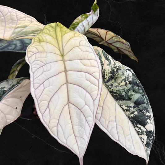 Alocasia Baginda Dragon Scale Albo Variegata - Bulbe