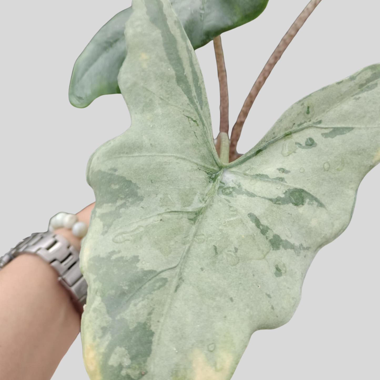 Alocasia Batwing Silver Blue - Knolle (Vorbestellung)