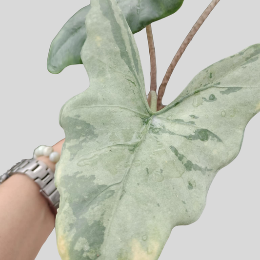 Alocasia Batwing Silver Blue - Knolle (Vorbestellung)