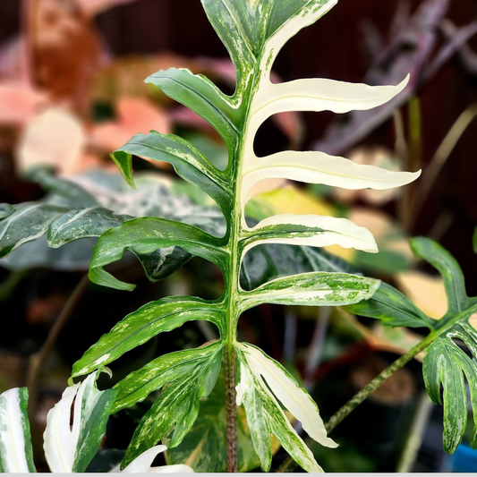 Alocasia Brancifolia Albo - Bulbe