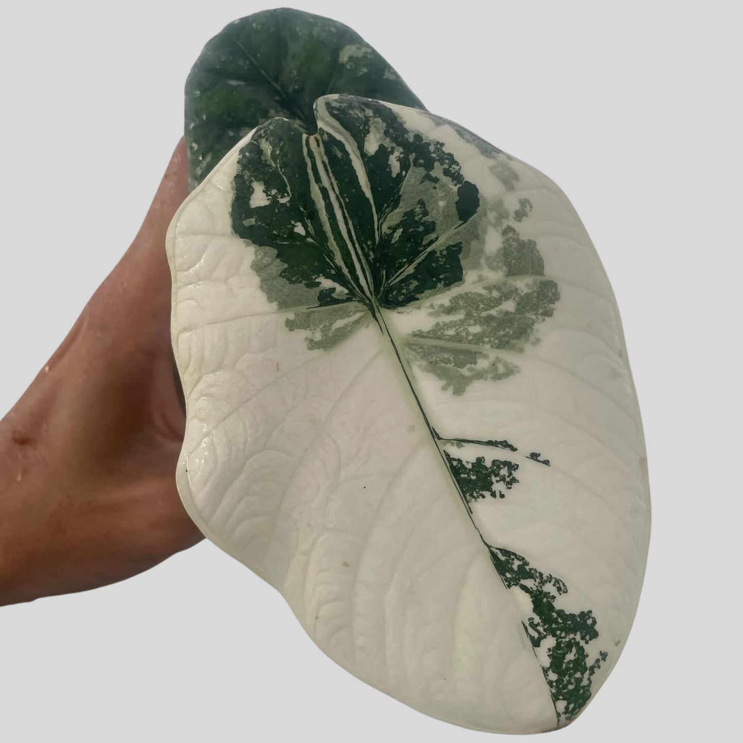 Alocasia Chaii Albo - Knolle (Vorbestellung)