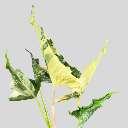 Alocasia Cuculatta « Crinckles » Albo - Bulbe