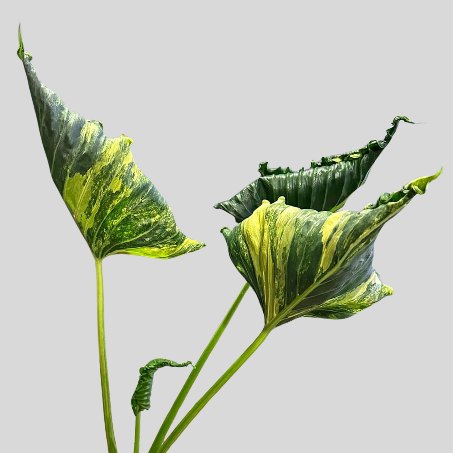 Alocasia Cuculatta « Crinckles »Aurea - Bulbe