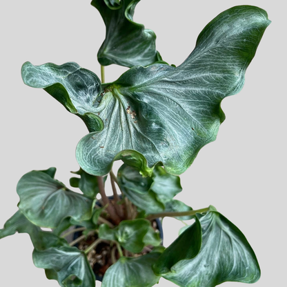 Alocasia „Holy Grail“ – Knolle