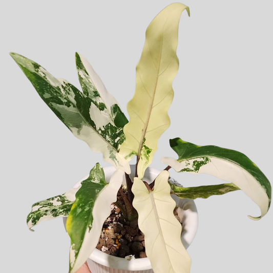 Alocasia Lauterbachiana Albo - Bulbe