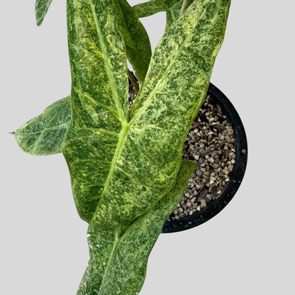 Alocasia Longiloba Mint Mutation - Knolle