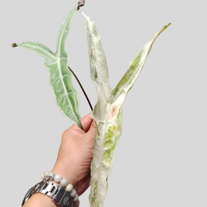 Alocasia Longiloba Narrow Sp Borneo Albo - Knolle (Vorbestellung)