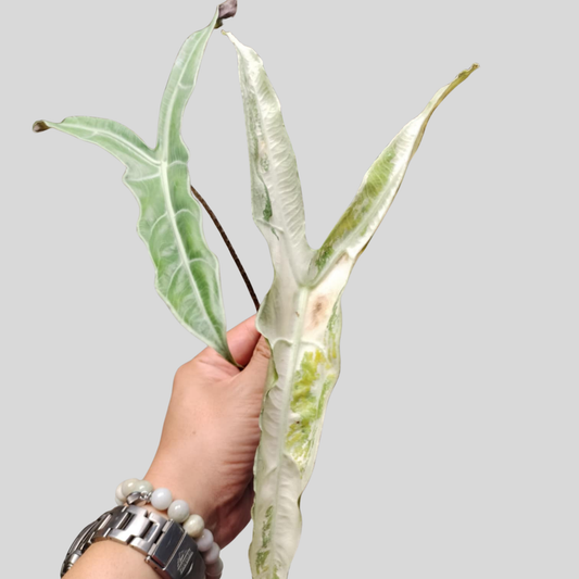 Alocasia Longiloba Narrow Sp Borneo Albo - Knolle (Vorbestellung)