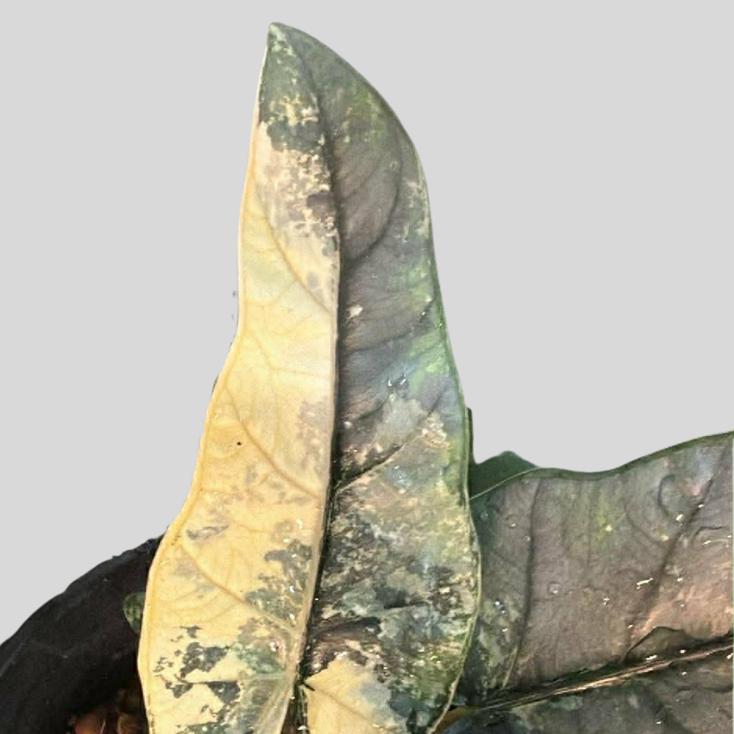 Alocasia Heterophylla Metallic Blue Albo - Knolle (Vorbestellung)