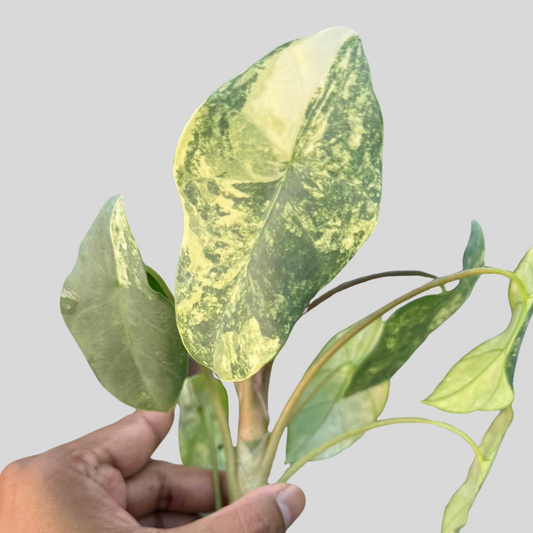 Alocasia Parakensis Aurea - Knolle (Vorbestellung)