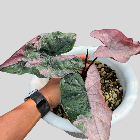 Alocasia Plumbea Nigra Sp. Pink