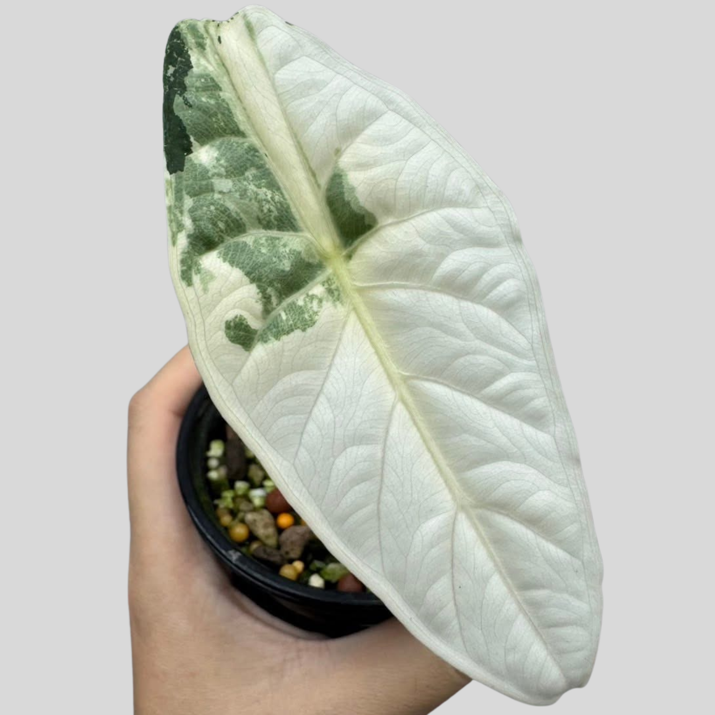 Alocasia Puncack Albo – Knolle (Vorbestellung)