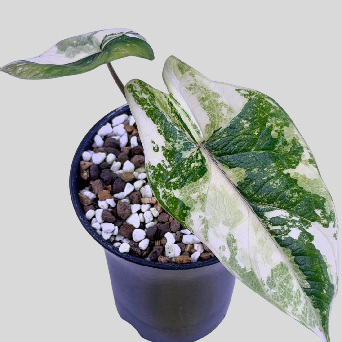 Alocasia Scalprum White Cream - Knolle