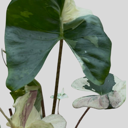 Alocasia Stingray Albo/Pink -  Bulbe