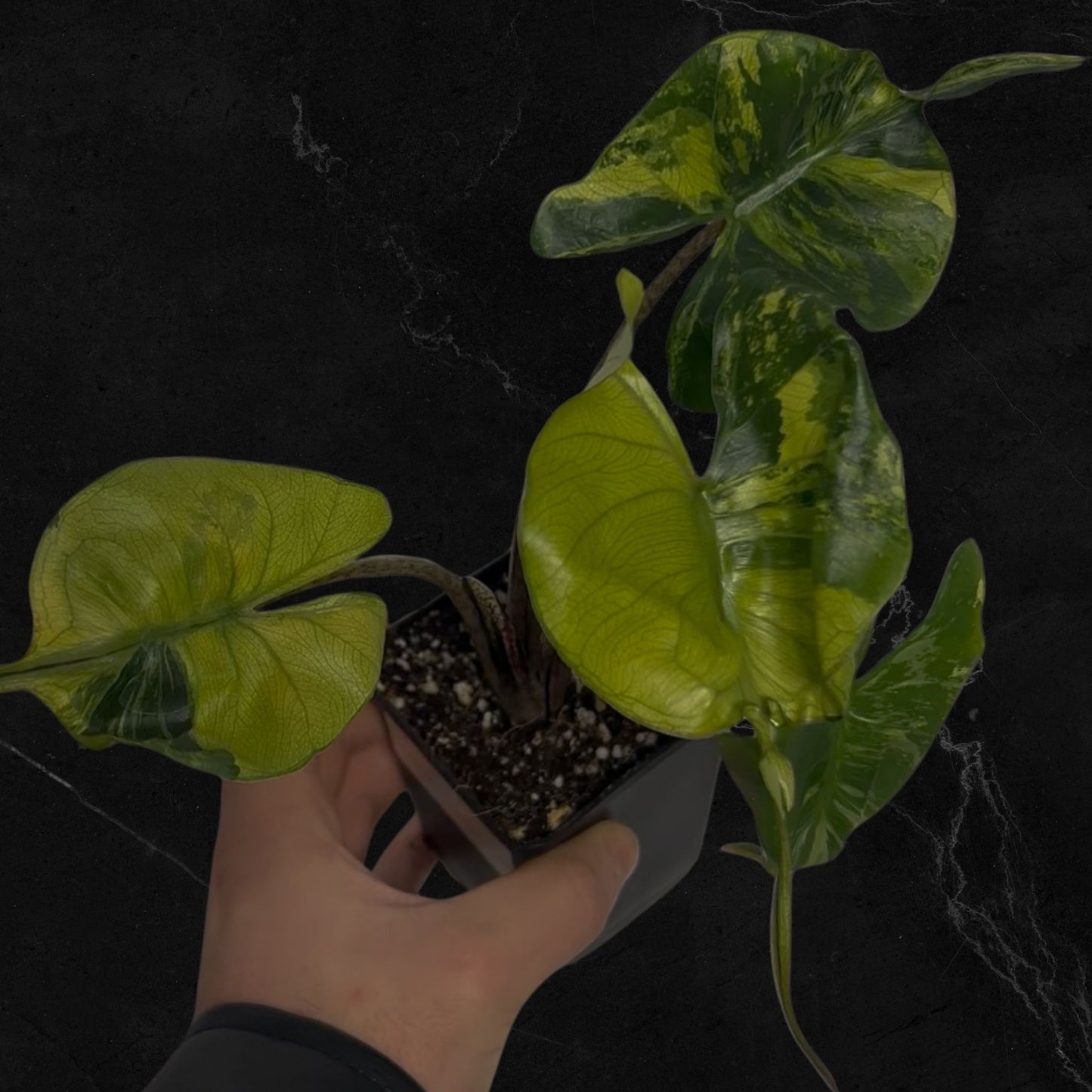 Alocasia Stingray Aurea Variegata - Bulbe