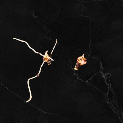 Alocasia Stingray Aurea Variegata - Bulbe