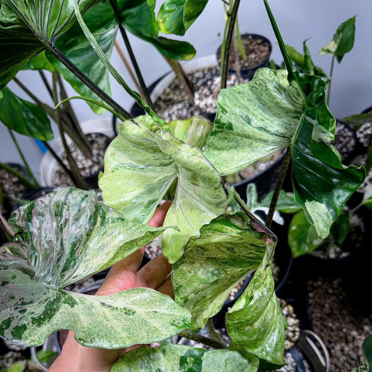 Alocasia Stingray Marble Mint - Bulbe