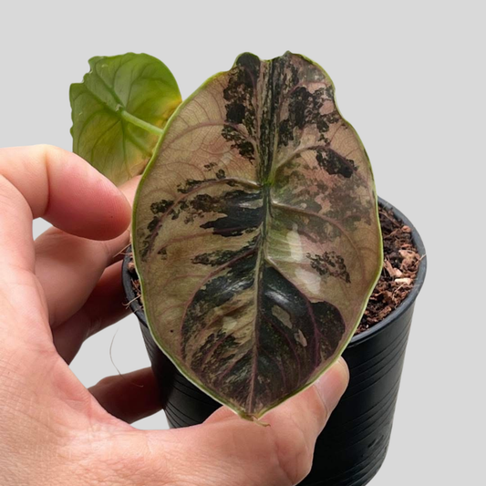 Alocasia Azlanii Orange - Knolle (Vorbestellung)