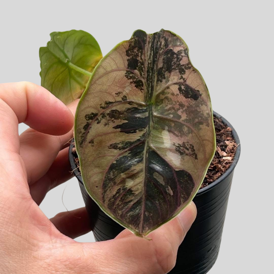 Alocasia Azlanii Orange - Bulbe (Précommande)
