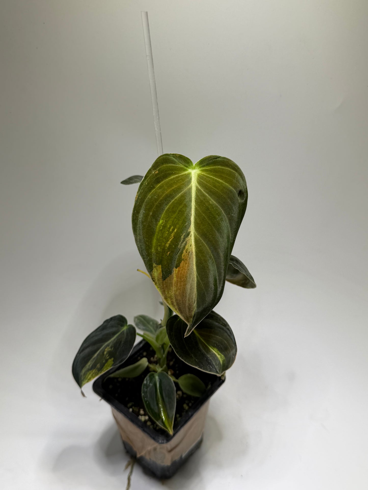 Philodendron Melanochrysum Variegata