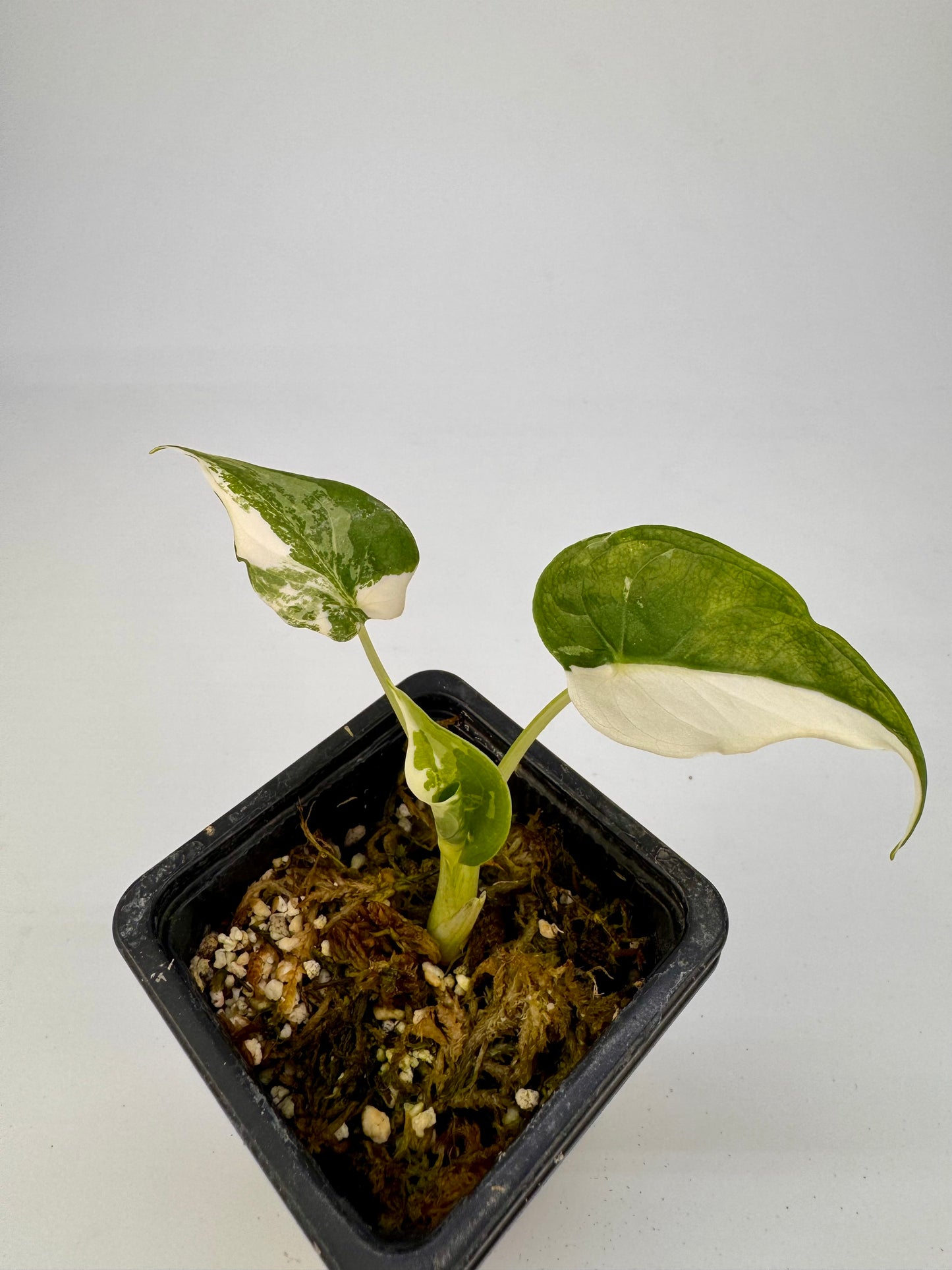 Alocasia Cuculatta « Wagyu » Albo Variegata