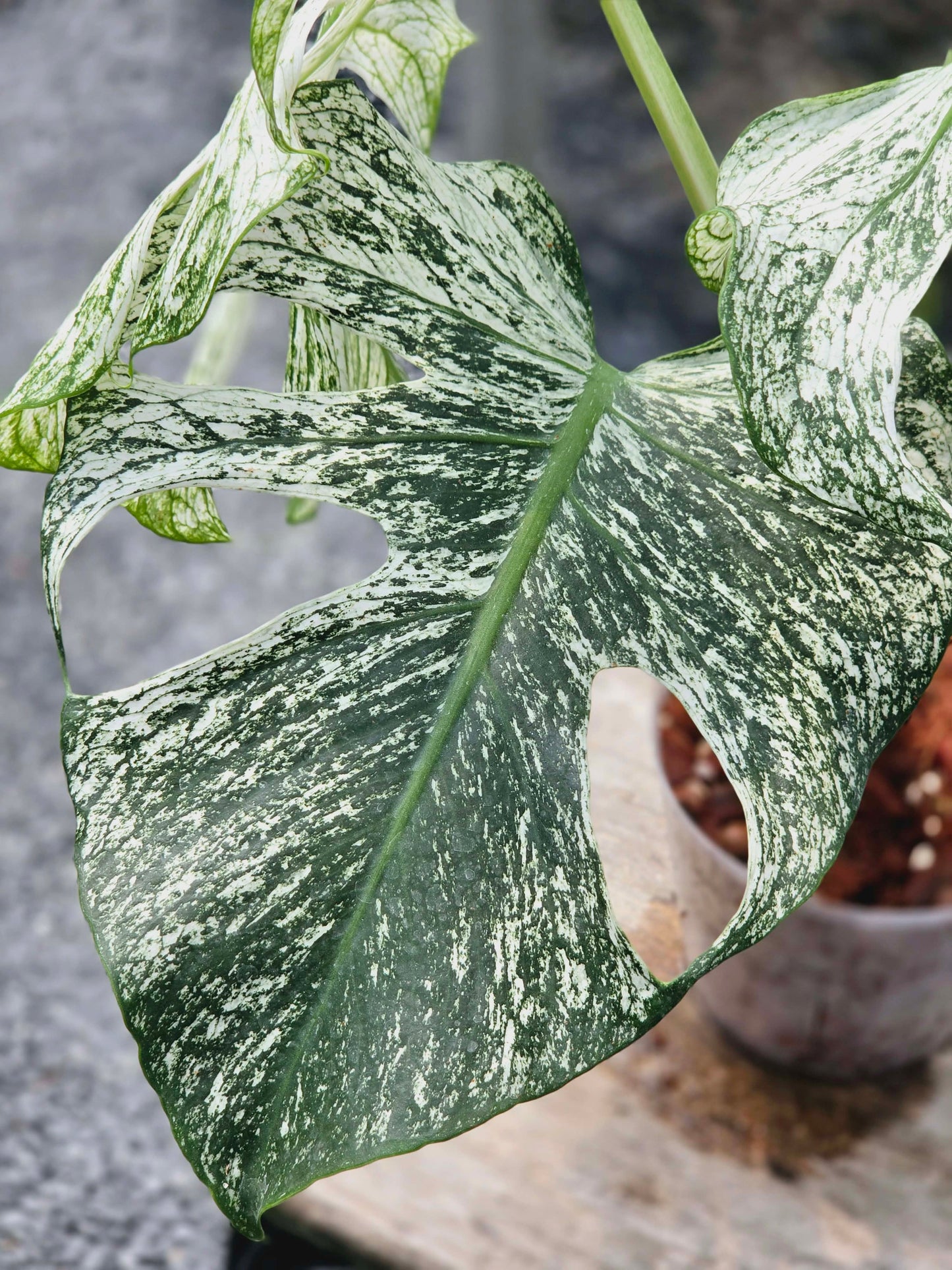 Monstera Devil Monster