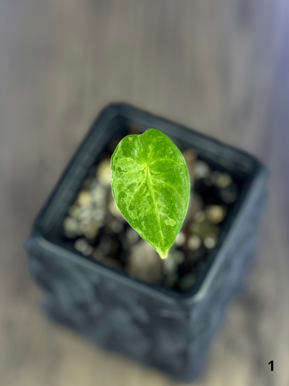 Alocasia Longiloba Mint Lava