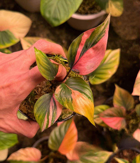 Homalomena Chan Nak Pink Variegata - Livraison 30 jours
