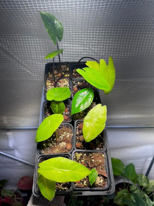 Lot Alocasia