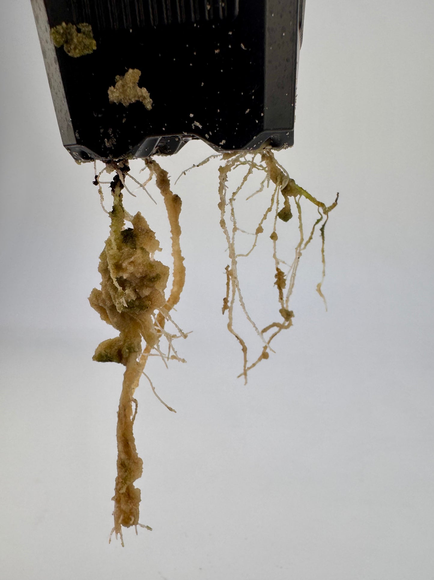 Alocasia Cuculatta « Wagyu » Albo Variegata