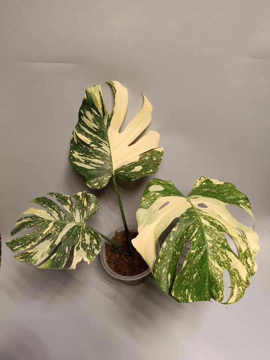 Monstera Deliciosa Crème brûlée - Précommande Green and White Plants