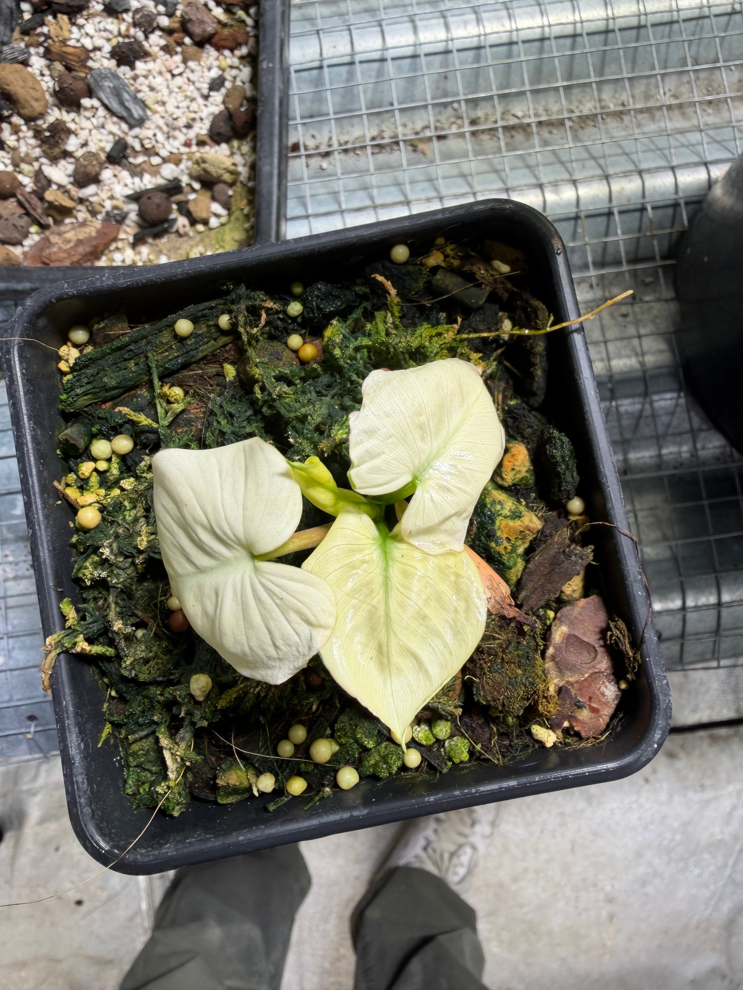 Homalomena Full Mint - Frank