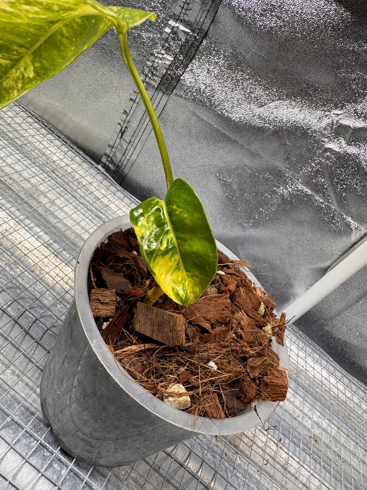 Epipremnun Pinnatum Gold Flame Variegata