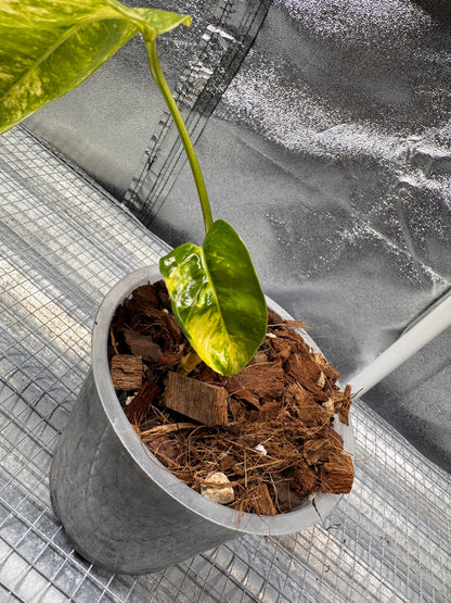 Epipremnun Pinnatum Gold Flame Variegata