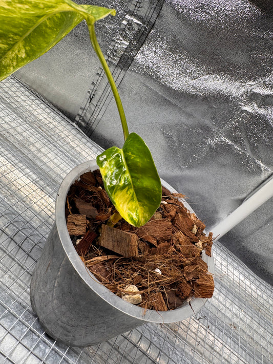 Epipremnun Pinnatum Gold Flame Variegata