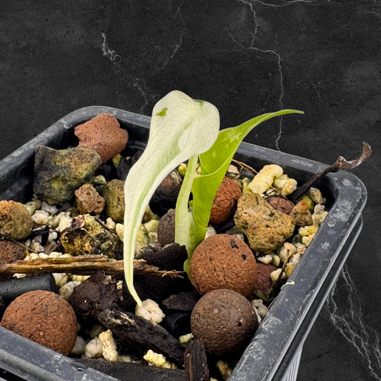 Alocasia Cuculatta « Wagyu » Albo Variegata