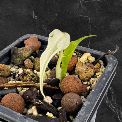 Alocasia Cuculatta « Wagyu » Albo Variegata