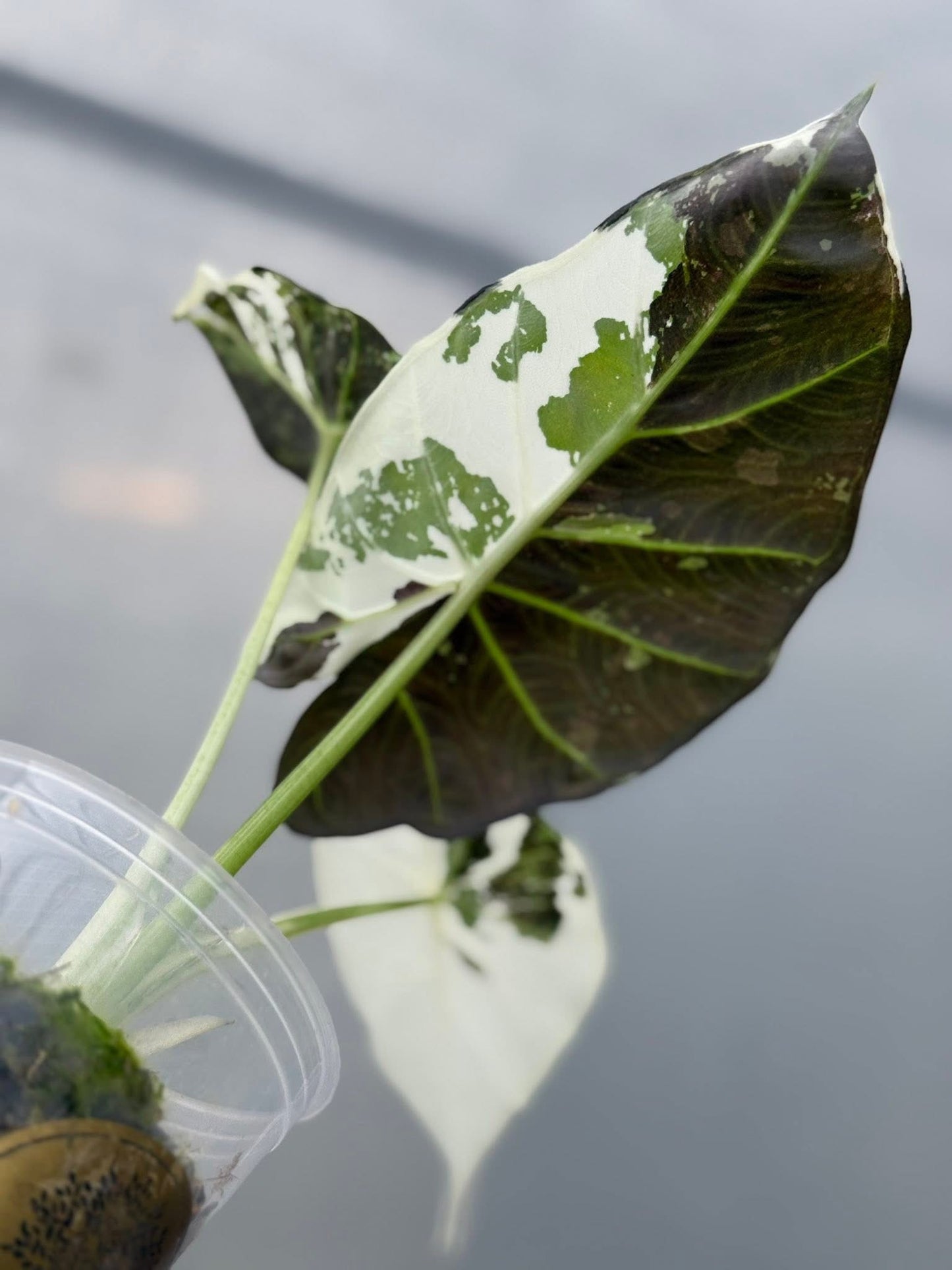 Alocasia Regal Shield Albo/Pink Variegata - Livraison 30 jours