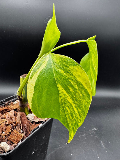 Monstera Aurea Variegata