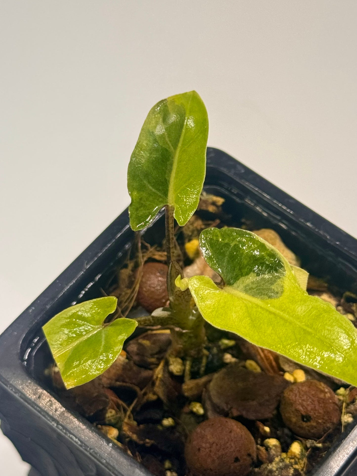 Alocasia Lauterbachiana Mint