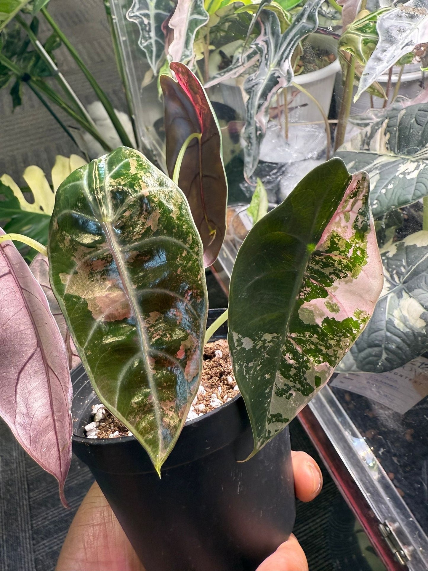 Alocasia Sedenii Pink - Précommande Green and White Plants