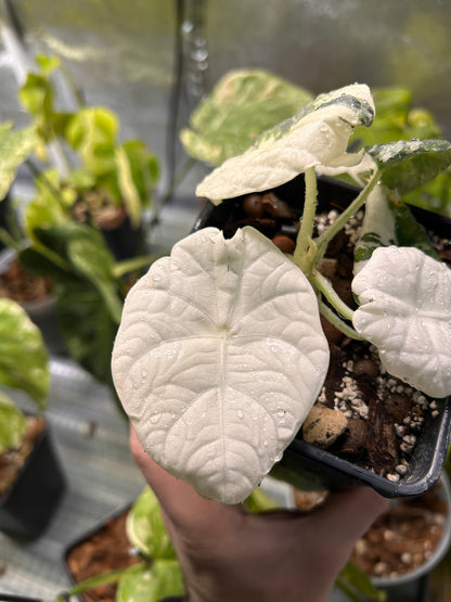 Professionelles Alocasia-Substrat (5L)