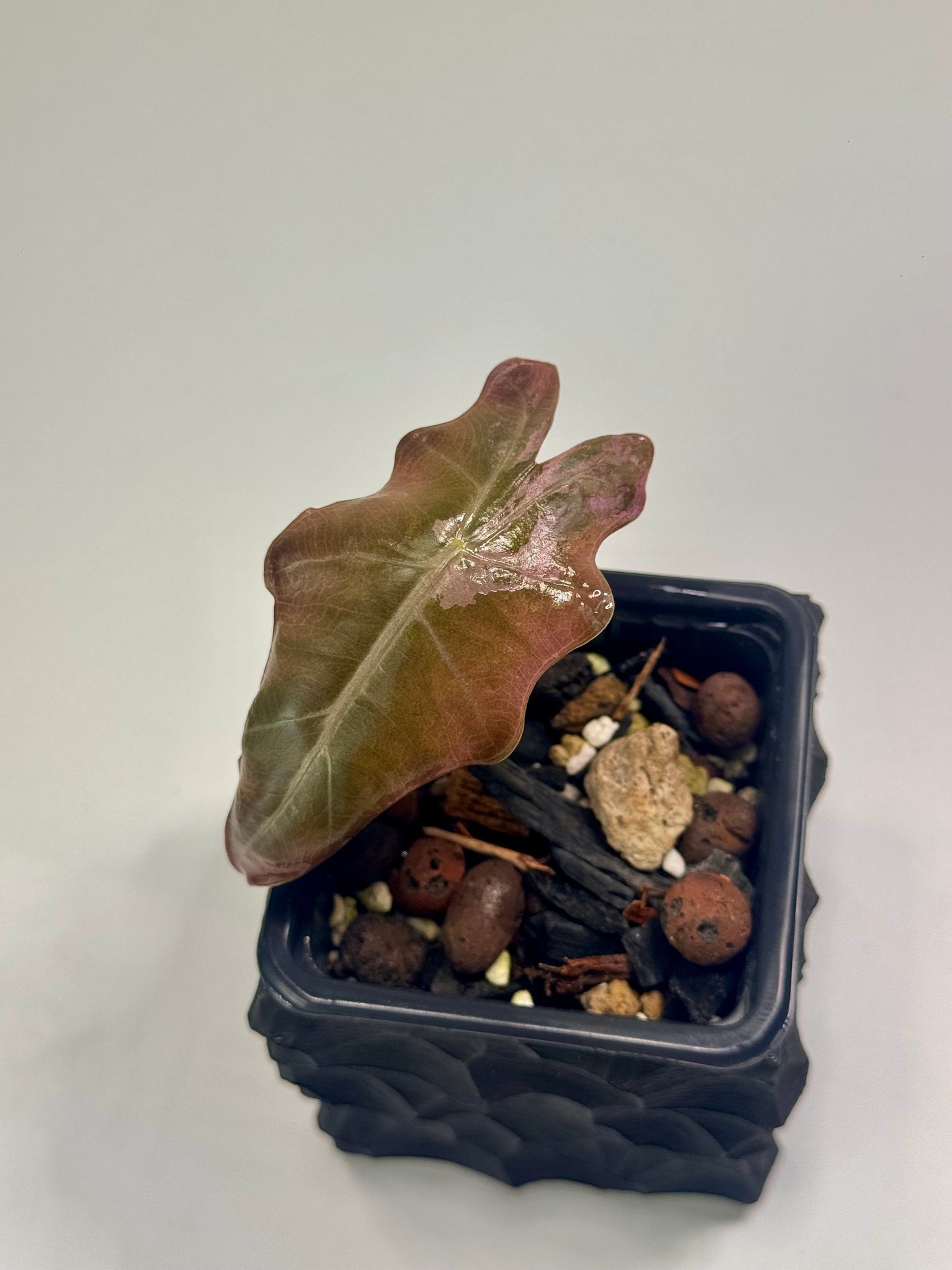 Alocasia Pseudo Sanderiana Pink