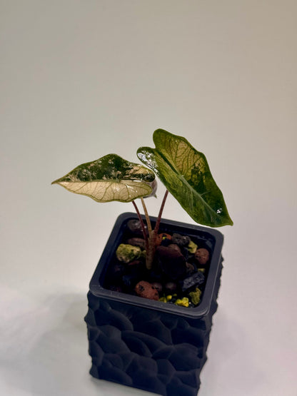 Alocasia Pseudo Sanderiana Pink