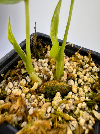 Alocasia Cuculatta « Wagyu » Albo Variegata