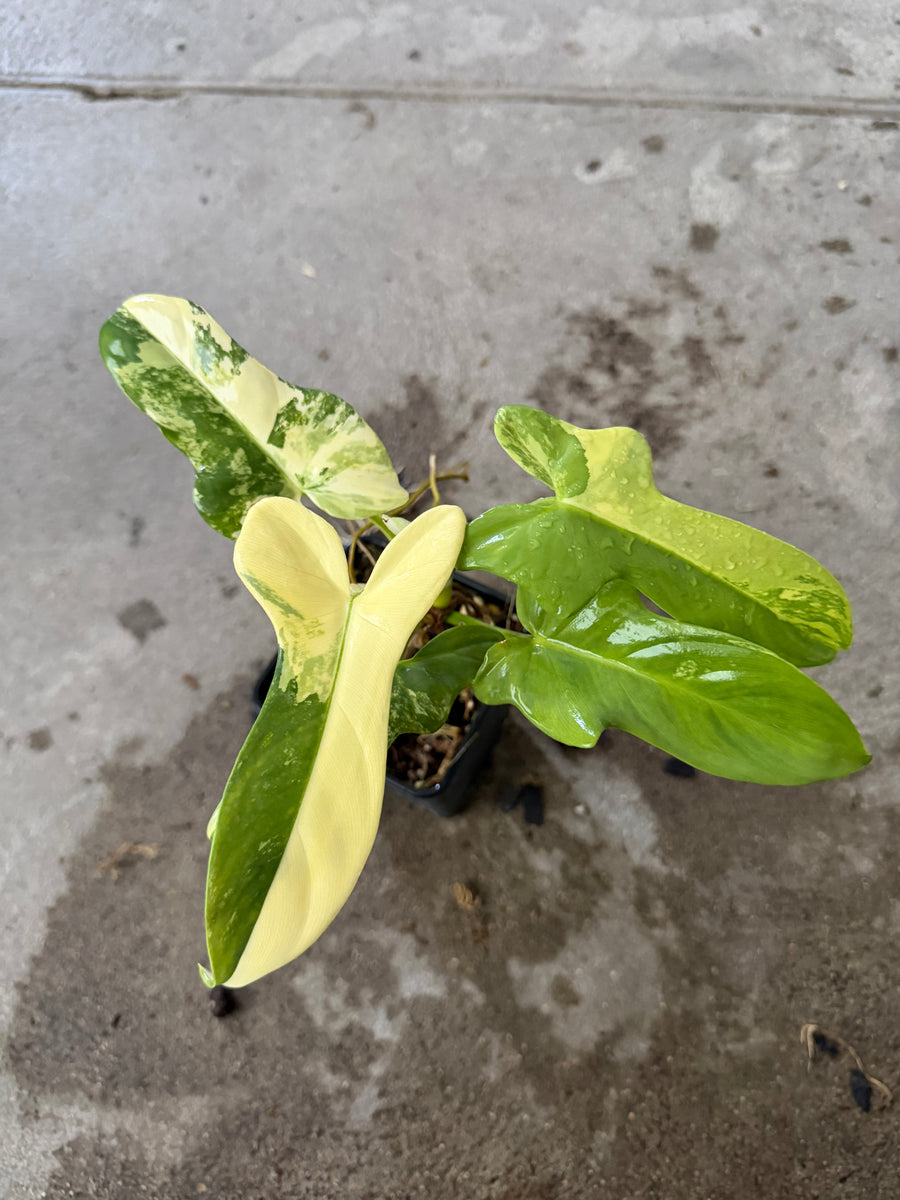 Philodendron Bipennifolium Variegata