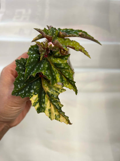 Begonia Izumo