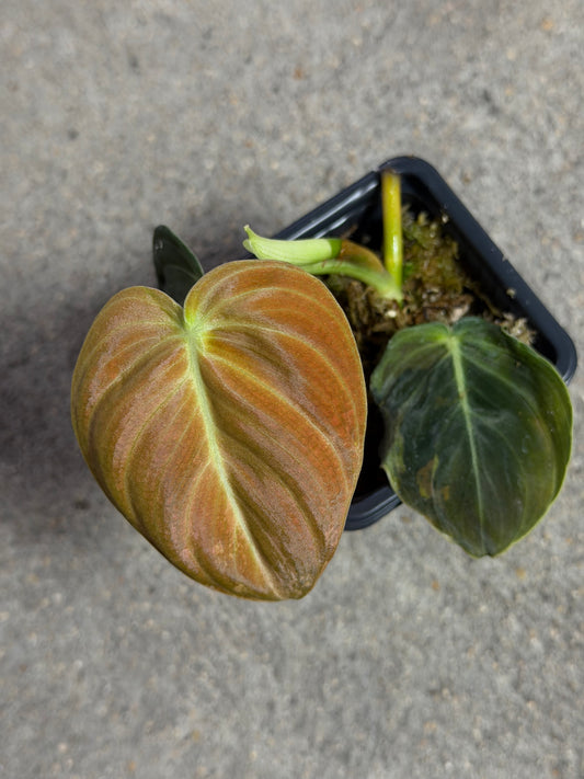Philodendron Melanochrysum Variegata