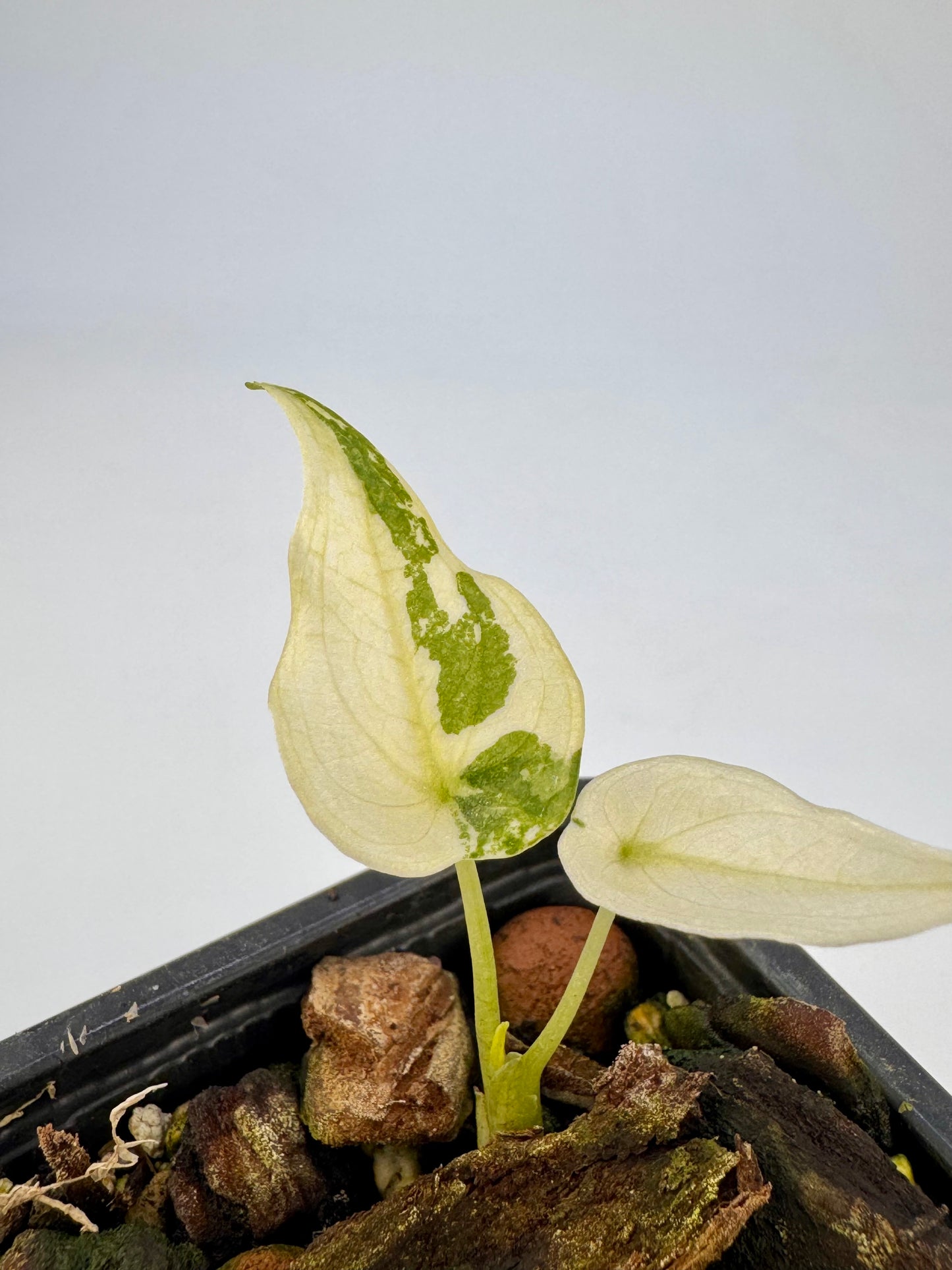 Alocasia Cuculatta « Wagyu » Albo Variegata